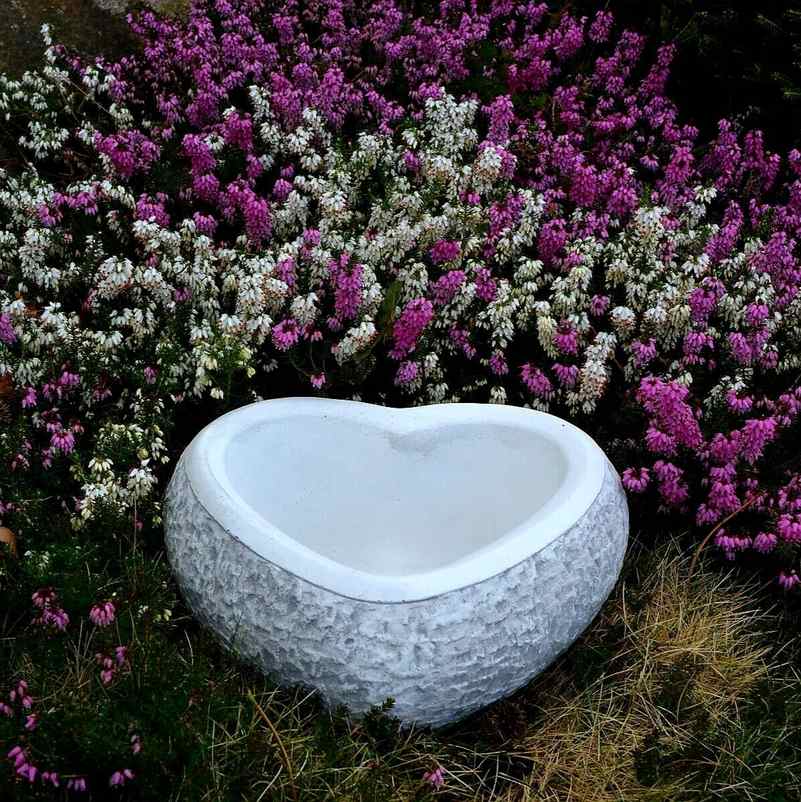 Blomkruka Hjärta