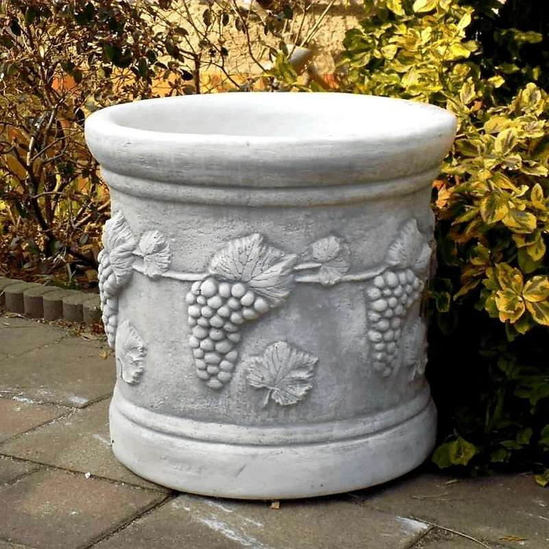 Planter med druvor liten